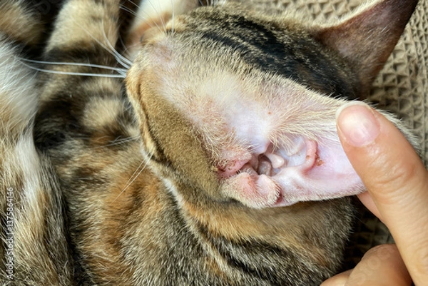 Fototapeta cat with red ear close up. dermatological problems and allergies in pets. Close-up of a receding hairline on a cat's ear. Microsporia or lichen in a kitten, hair falls out and skin peels off.
