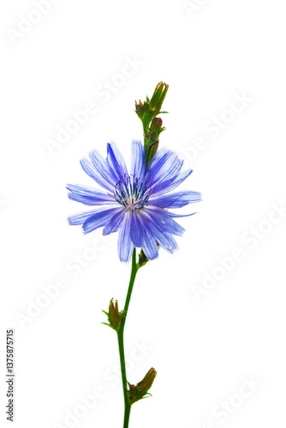 Fototapeta isolated. Flowers of common chicory. Cichorium intybus white background.