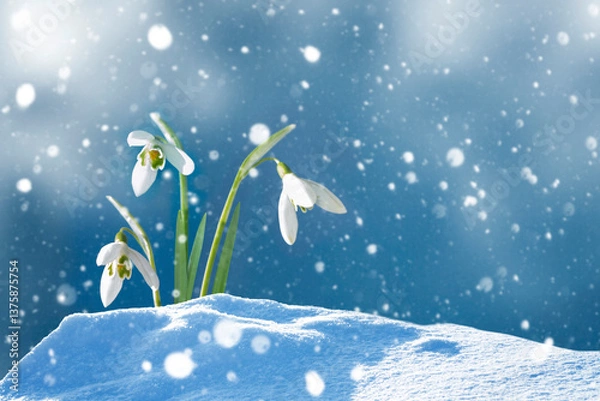 Fototapeta Galanthus nivalis.snowdrop flower growing in snow in early spring forest