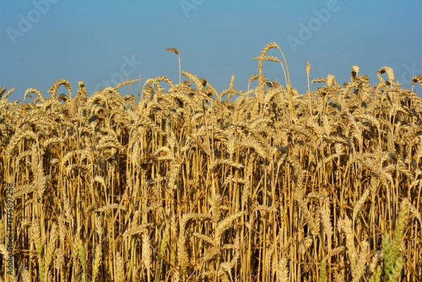 Fototapeta Wheat field in morning sunlight. Golden wheat field close up.