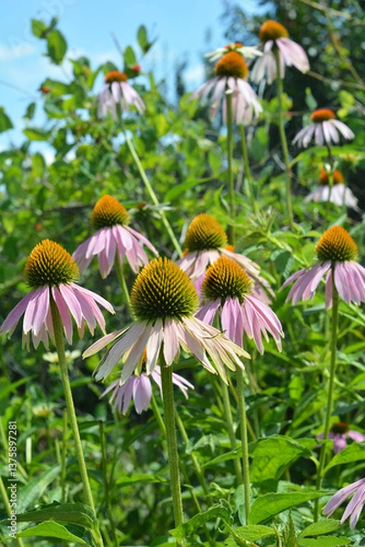 Fototapeta Echinacea blooming in summer against a blue sky.