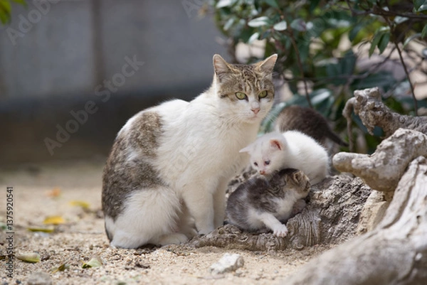 Obraz お母さん猫と仔猫たち