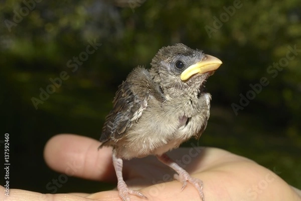Fototapeta oiseau tombé du nid