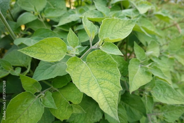 Fototapeta cultivation of physalis or uchuva, alquequenje, tomatillo or Chinese lantern. flower of physalis. fruit of Chinese lantern.