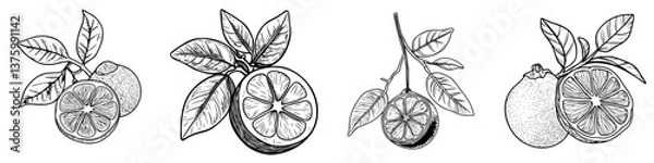 Fototapeta Illustrations of various citrus fruits including lemons and limes with detailed leaves and textures