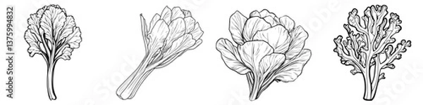 Fototapeta Detailed sketches of various types of flowering vegetables showcasing their unique features