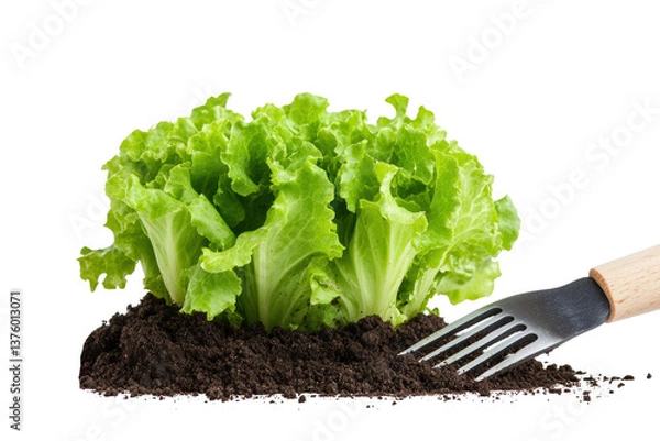 Obraz Fresh lettuce growing in soil with gardening fork on a transparent background, cut out