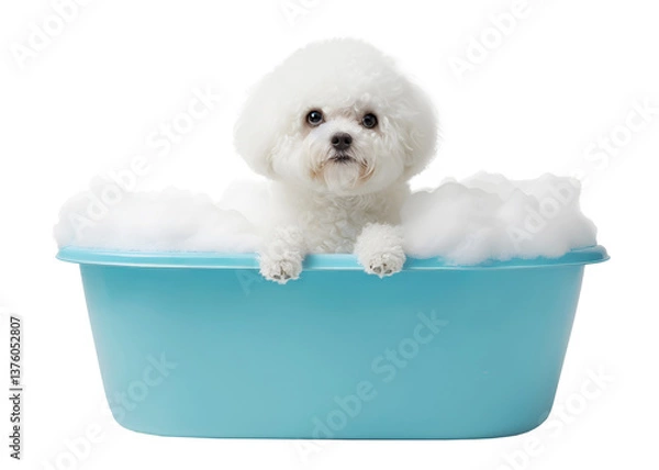 Obraz Cute Bichon Frise dog in a bath with foam, isolated on transparent background, cute pet concept, realistic illustration, generative ai