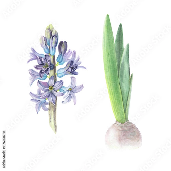 Obraz Hyacinth violet flower and bulb isolated white background. Watercolor hand drawn realistic botanic sketch illustration. Art design beauty wedding invitation, greeting card easter decoration graphic.