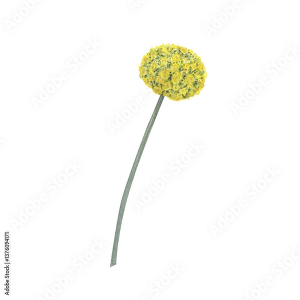Fototapeta Craspedia Yellow flowers branch bouquet isolated on white background. Watercolor hand drawn botanic sketch illustration. Art design wedding invitation, greeting card, decoration graphic