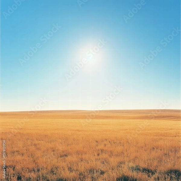 Obraz A vast field of golden grass stretching to the horizon, with the sun hanging high in a clear, cloudless blue sky, casting soft, natural light across the landscape