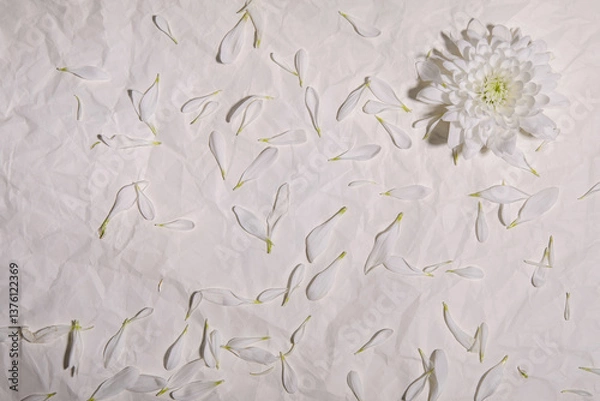 Obraz one bud of a large white flower on a background with white petals