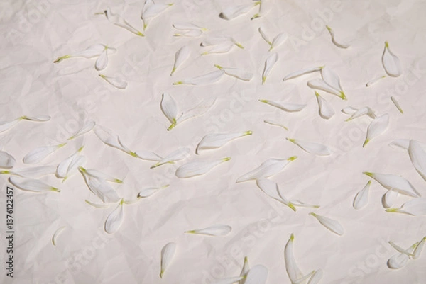 Obraz beige background with scattered white flower petals