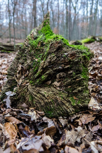 Obraz Moss covered I