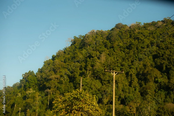 Obraz trees on the hill
