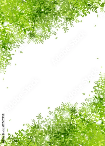 Fototapeta 光りと緑の葉 