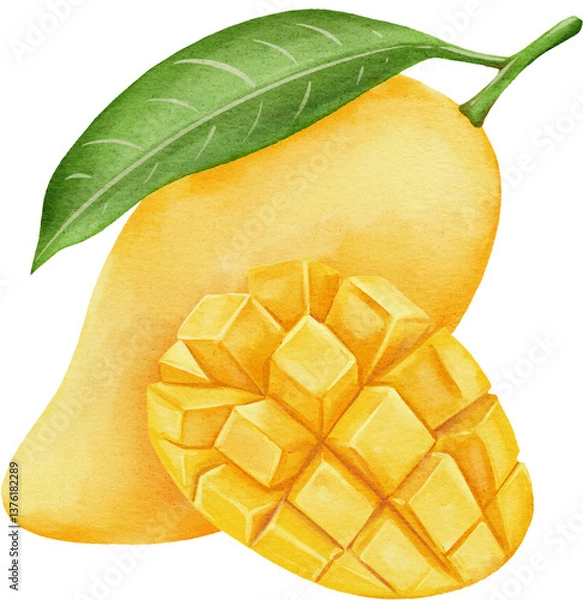 Obraz watercolor mango