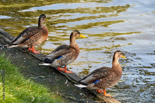 Fototapeta  three wild ducks standing on the shore of a pond in a park