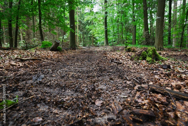 Fototapeta Unpaved path through a dense forest.