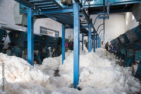 Obraz Lavorazione cotone