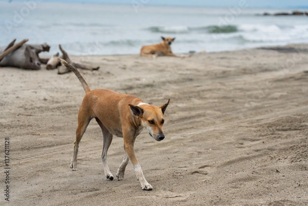 Obraz Dog walking on a golden sand beach on the Colombian coast.