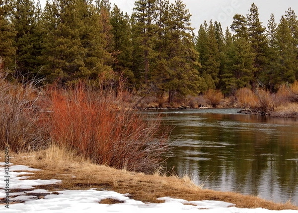 Obraz Red bush on river bank with snow