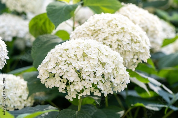 Fototapeta Hydrangea Flowers, Blooming White Hortensia, Hydrangea Paniculata Flower Closeup, Large Inflorescences