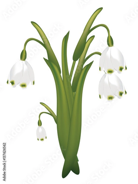 Fototapeta White spring flowers