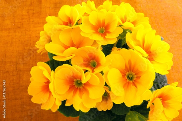 Fototapeta プリムラ