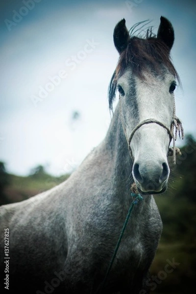 Fototapeta Mirada de caballo