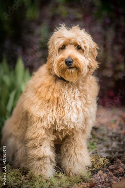 Fototapeta Goldendoodle Portrait