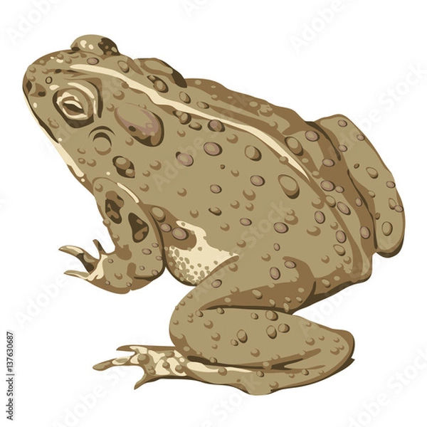 Fototapeta Brown Toad flat color art with warts sitting 3/4 behind view