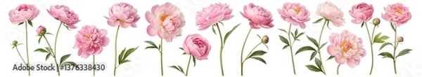 Fototapeta Collection of blooming pink peony flowers with green stems and leaves in various angles and stages of bloom, perfect for botanical, wedding, and romantic floral design cut out isolated Transparent PNG