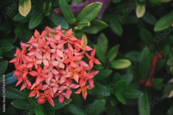 Obraz red flower and other name Ixora flower Spike flowers in garden
