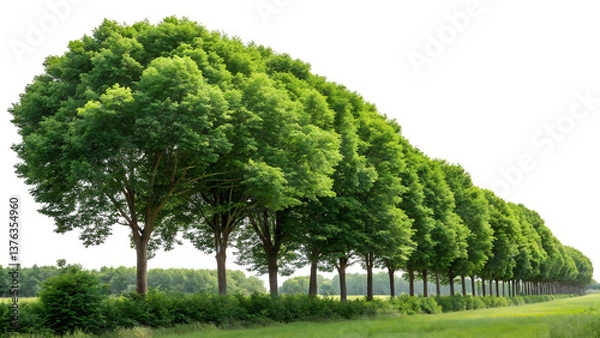 Fototapeta Forest and green foliage in summer. Row of trees and shrubs isolated on a transparent background. Forest scape. 