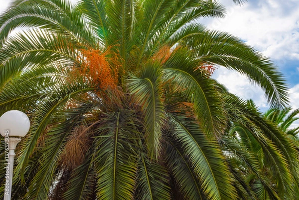 Fototapeta Fruits on a palm tree in October in the city of Gagra. High-quality photo of a Canary Island date palm against the sky, Abkhazia.