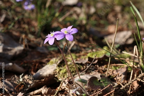 Obraz Hepatica. Two