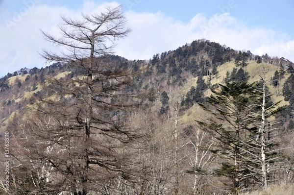 Fototapeta 奥秩父山塊 古礼山