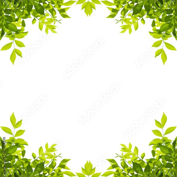 Fototapeta Green leaf border isolated on white background. Clipping paths included.