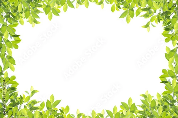 Obraz Green leaf border isolated on white background. Clipping paths included.