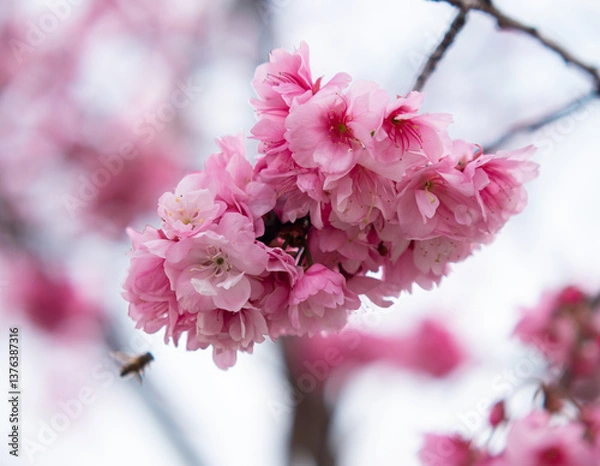 Fototapeta Sakura flowers close-up. Spring sakura trees with pink flowers.
