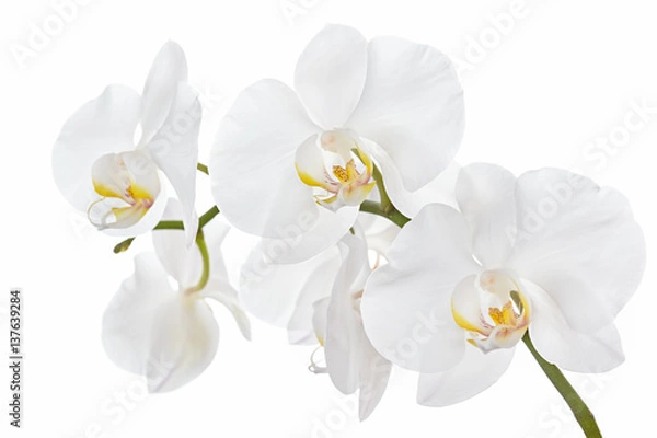 Obraz The branch of orchids on a white background