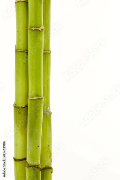 Obraz bamboo
