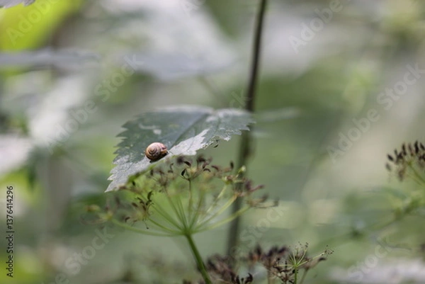 Obraz Gehäuseschnecke
