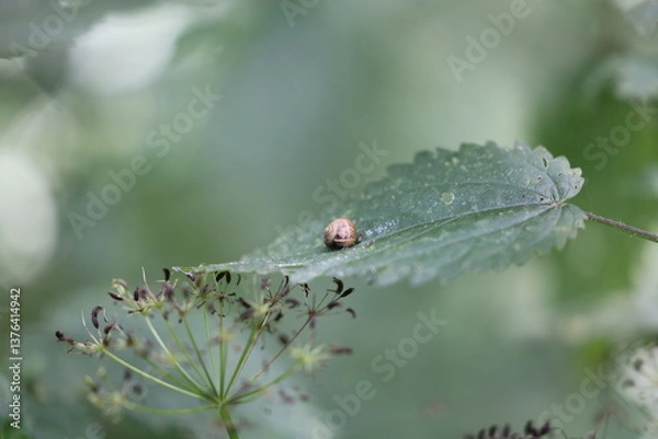 Obraz Gehäuseschnecke