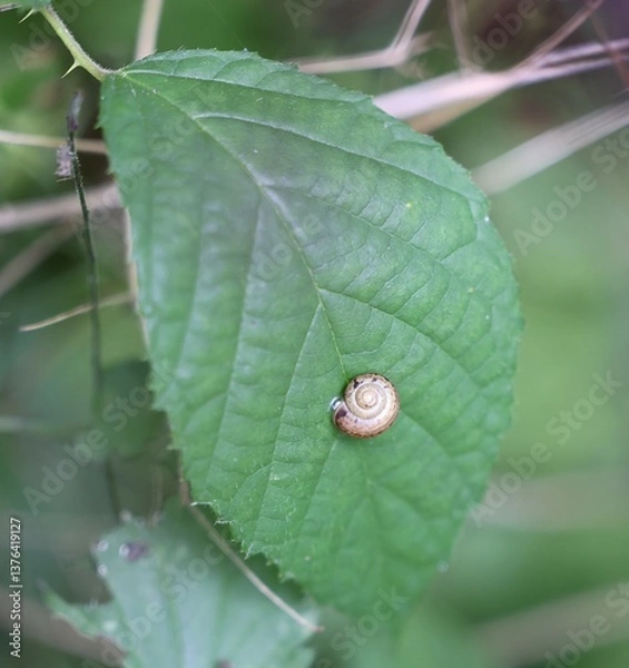 Obraz Gehäuseschnecke