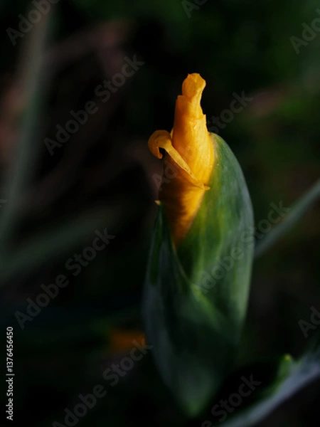 Obraz Budding Yellow Iris-P1010191