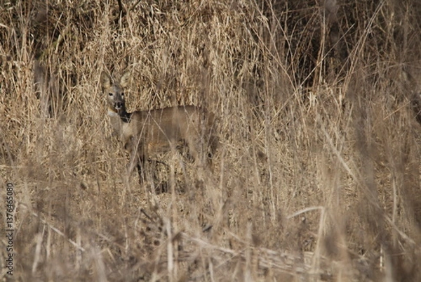 Fototapeta Roe deer does in a tall dry grass. Roe deer in natural environment in early spring. Wild roe deers. European roe deer -capreolus capreolus, Czech republic 

