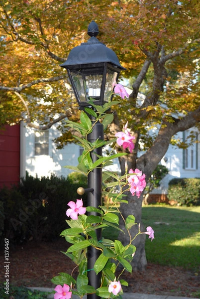 Fototapeta lamp post with mandevilla