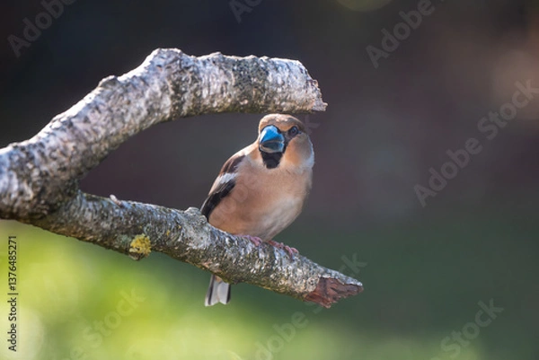Obraz Hawfinch on a branch of a birch tree